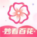 妙看百花 vv1.0.15