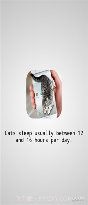猫咪桌宠v1.95截图