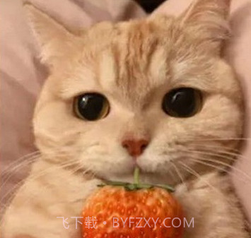 爱猫物语宠物店iOSv1.0.9截图