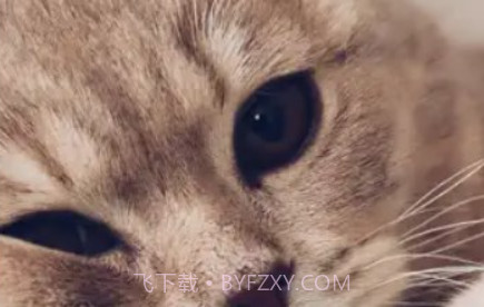 爱猫物语宠物店2023v3.43.9截图