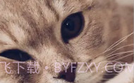 爱猫物语宠物店APPV1.0.9截图