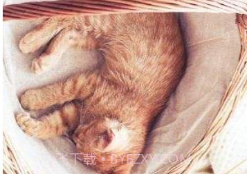 猫咪(宅男必备)v2.11截图
