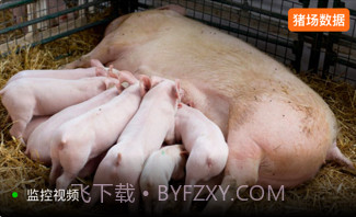 正大猪博士v4.6.13截图