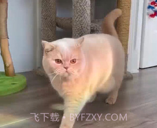 视频处理小工具v5.0.16截图