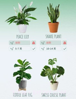 繁花盛开v1.53.12截图