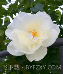 AI智能助手v1.0.0.21截图