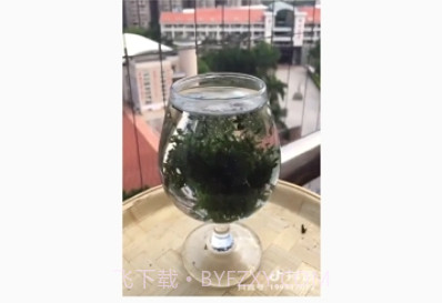 虚拟相机v1.2.21截图