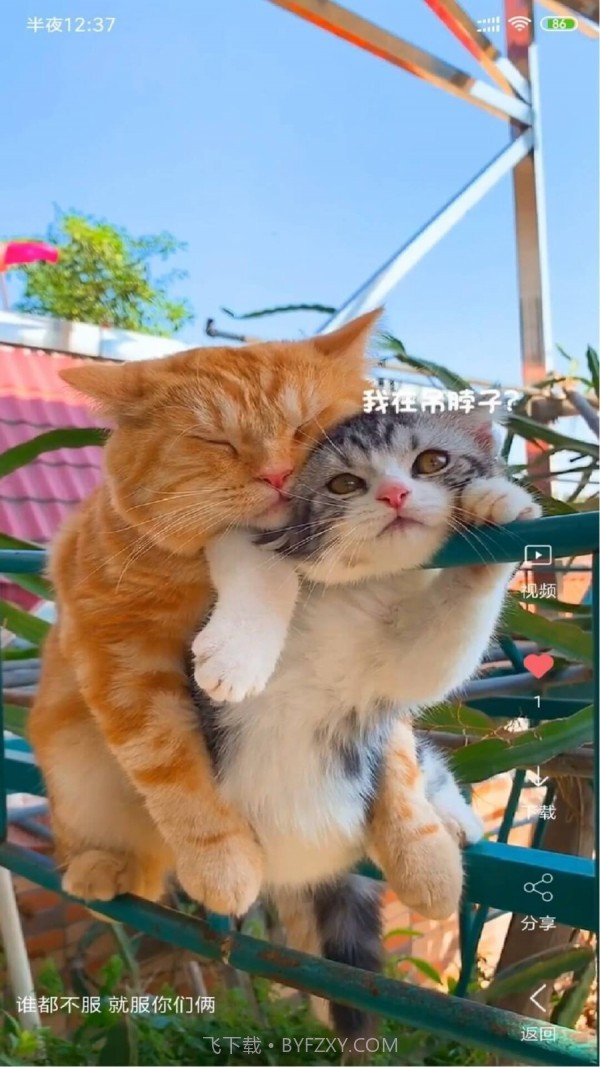 动漫视频壁纸官方截图1 动漫视频壁纸官方截图1