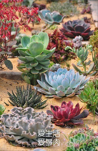 多肉植物截图2