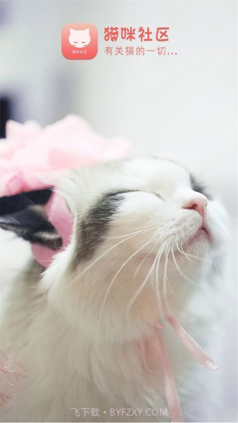 猫咪社区手机版截图1