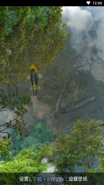 鱼池动态壁纸截图4