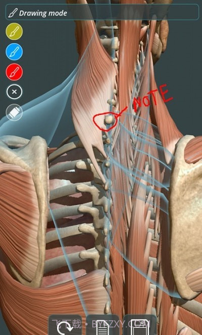 人体3D立体解剖（Visual Anatomy 3D - Human）截图4