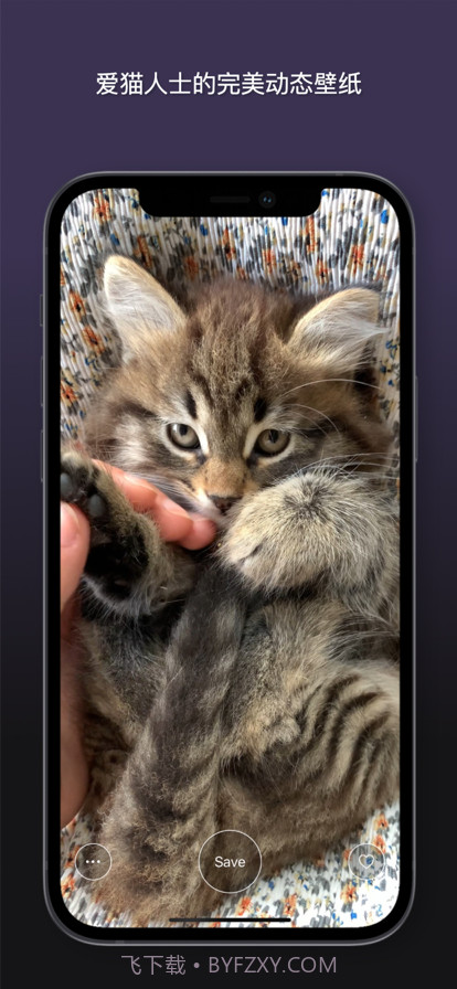 猫动态壁纸截图3