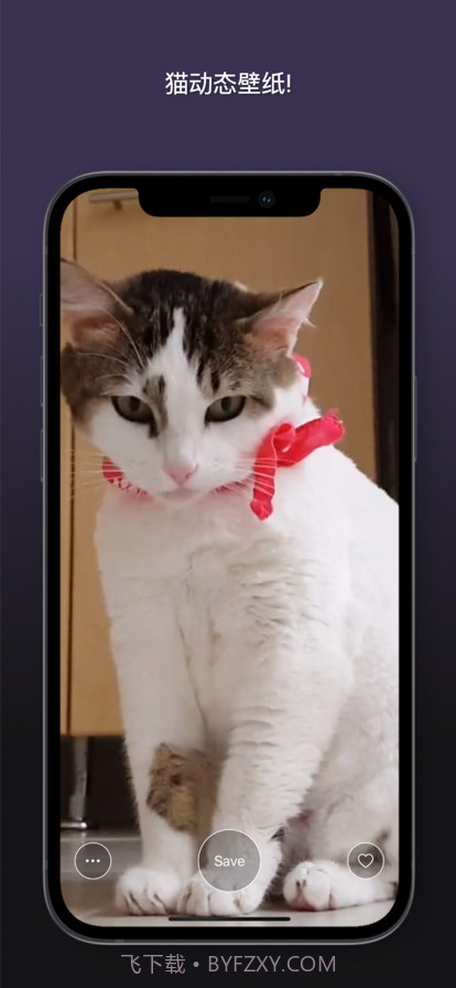 猫动态壁纸截图9