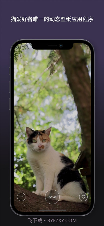 猫动态壁纸截图7