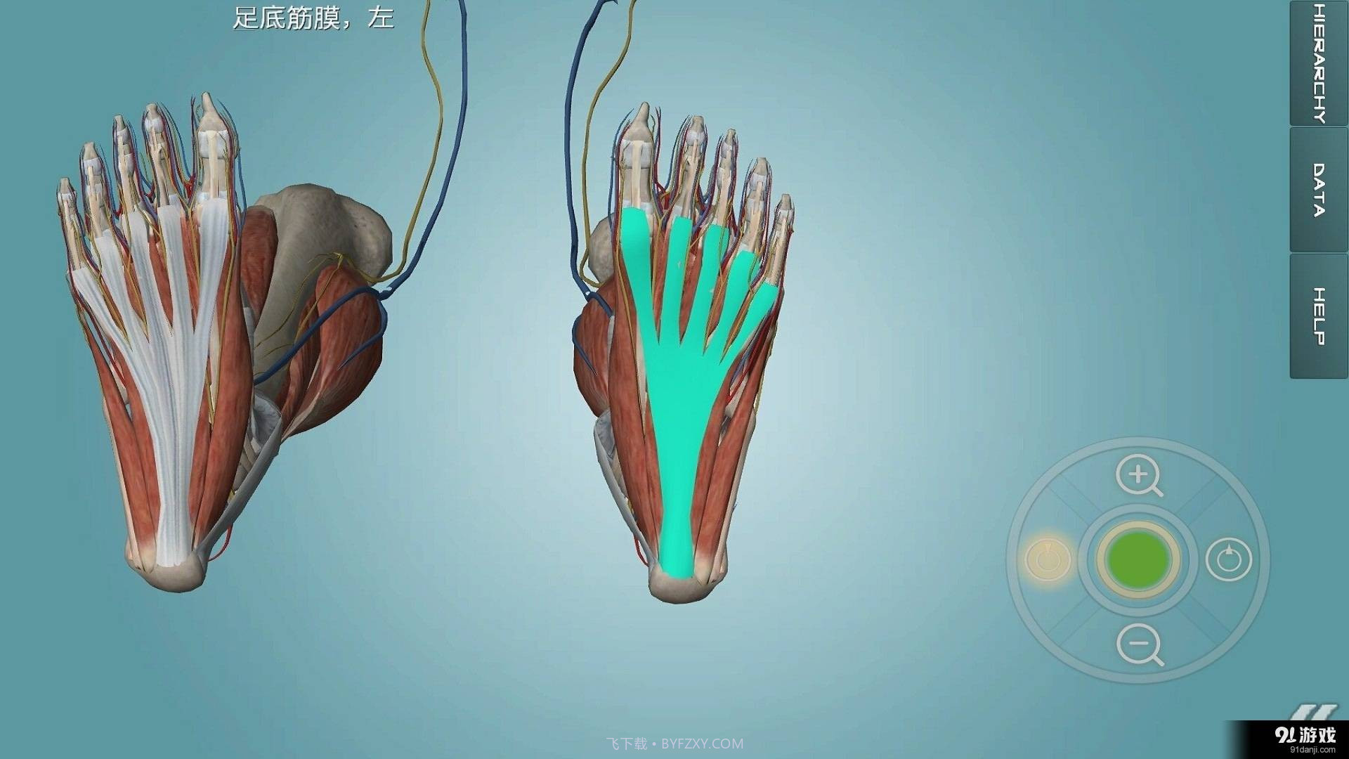 人体解剖学图集截图2 人体解剖学图集截图2