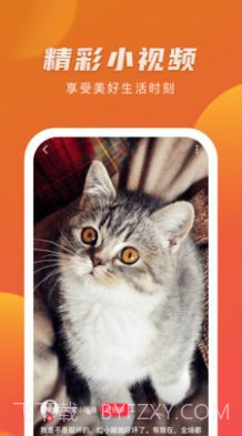 爱情岛视频截图1