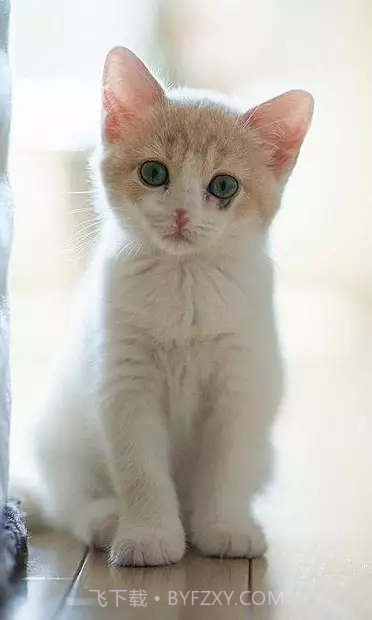 小猫壁纸截图2 小猫壁纸截图2