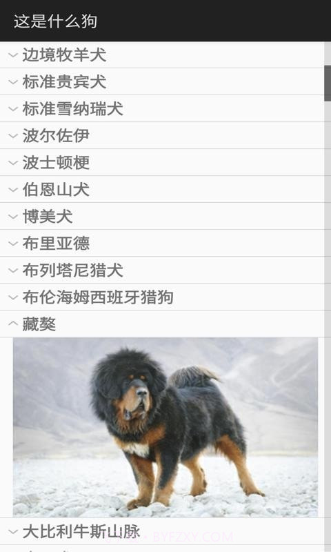 这是什么狗截图2 这是什么狗截图2