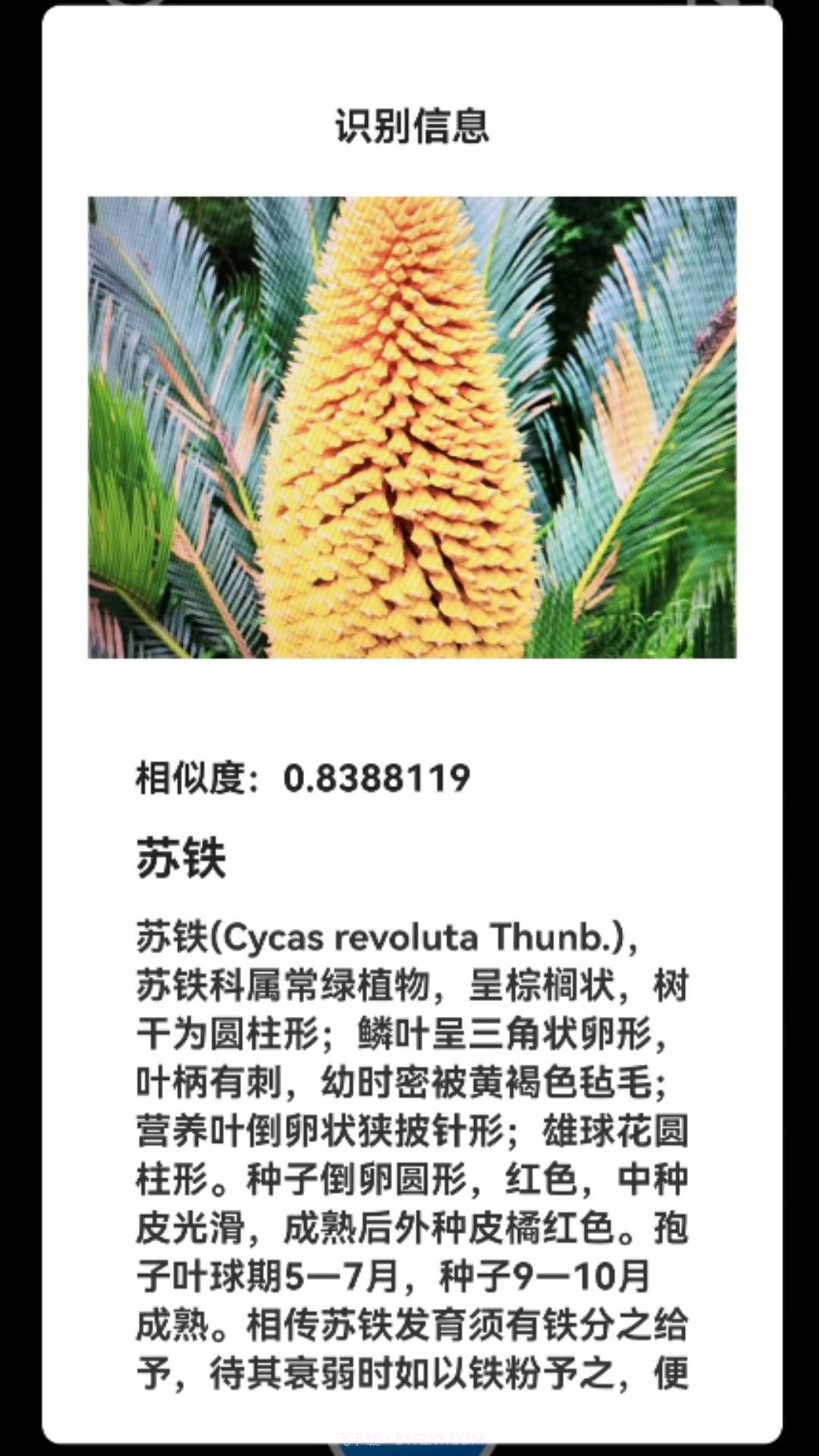 君子兰宝匣截图3