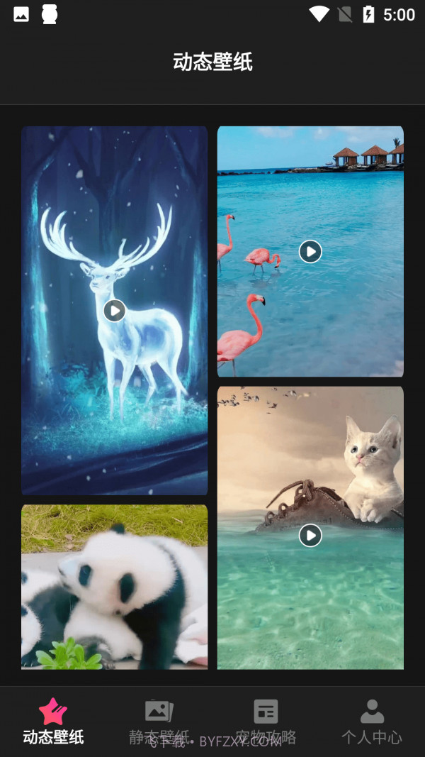 猫咪壁纸截图1 猫咪壁纸截图1